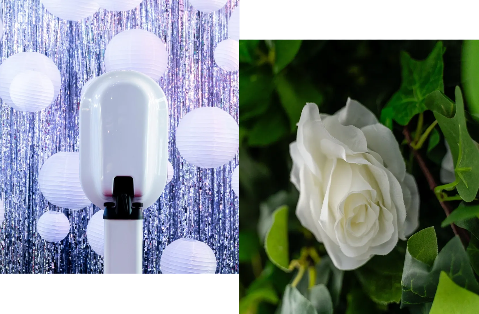 A white rose and a green bush with lights